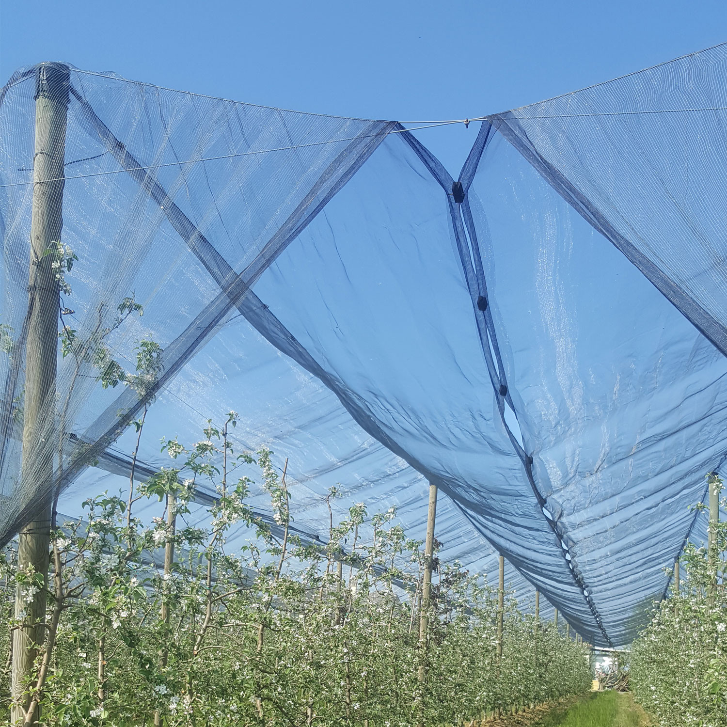 Meleto con antigrandine