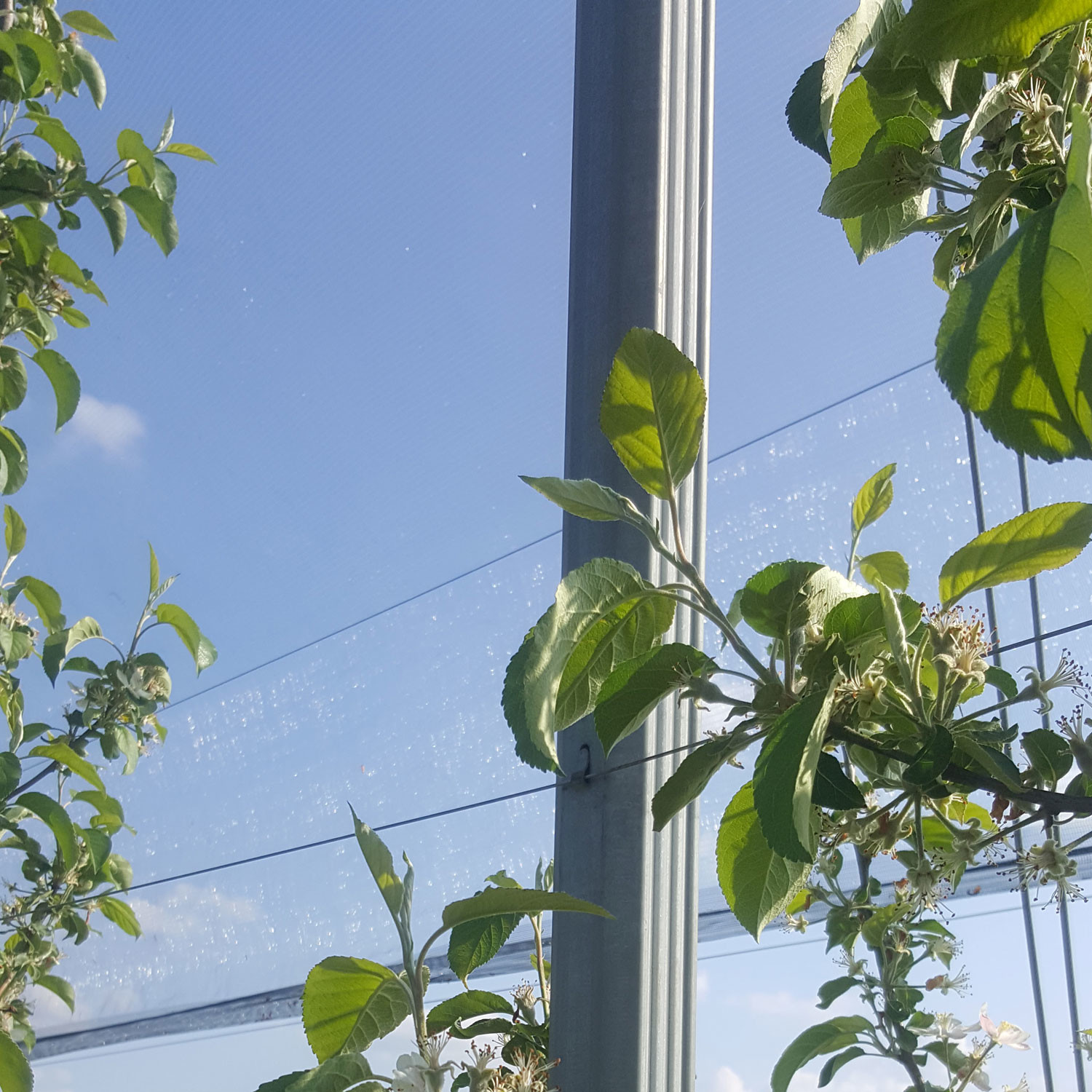 Meleto con antigrandine