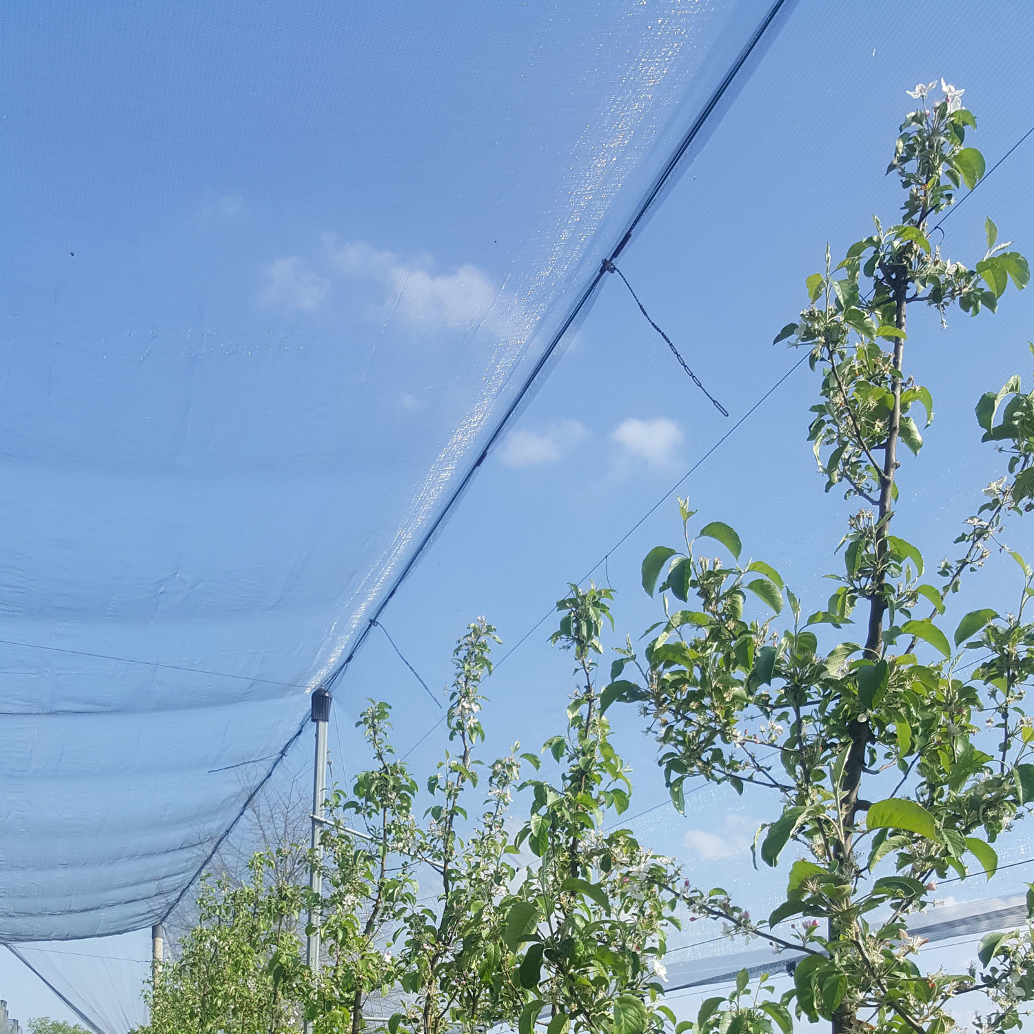 Meleto con antigrandine