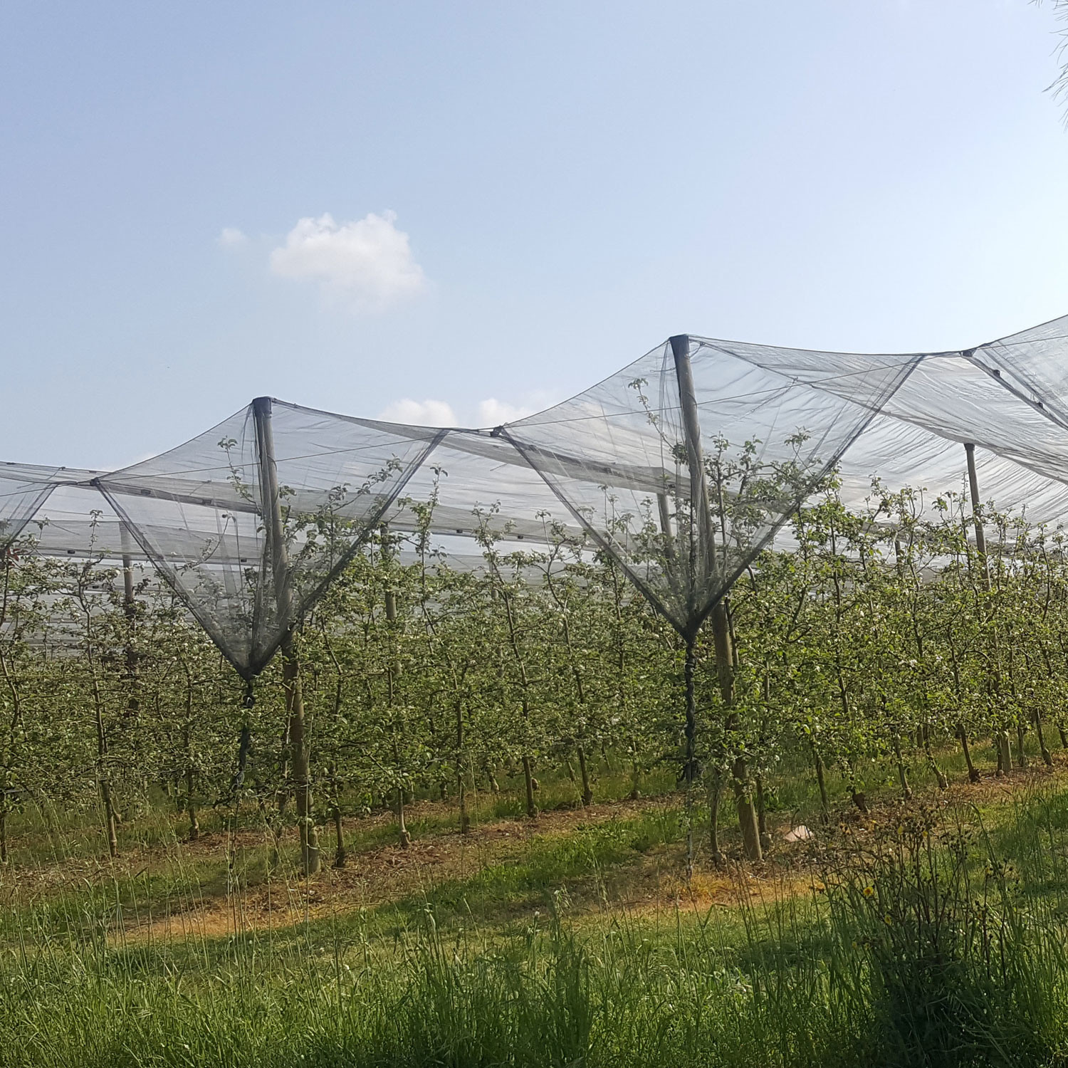 Meleto con antigrandine